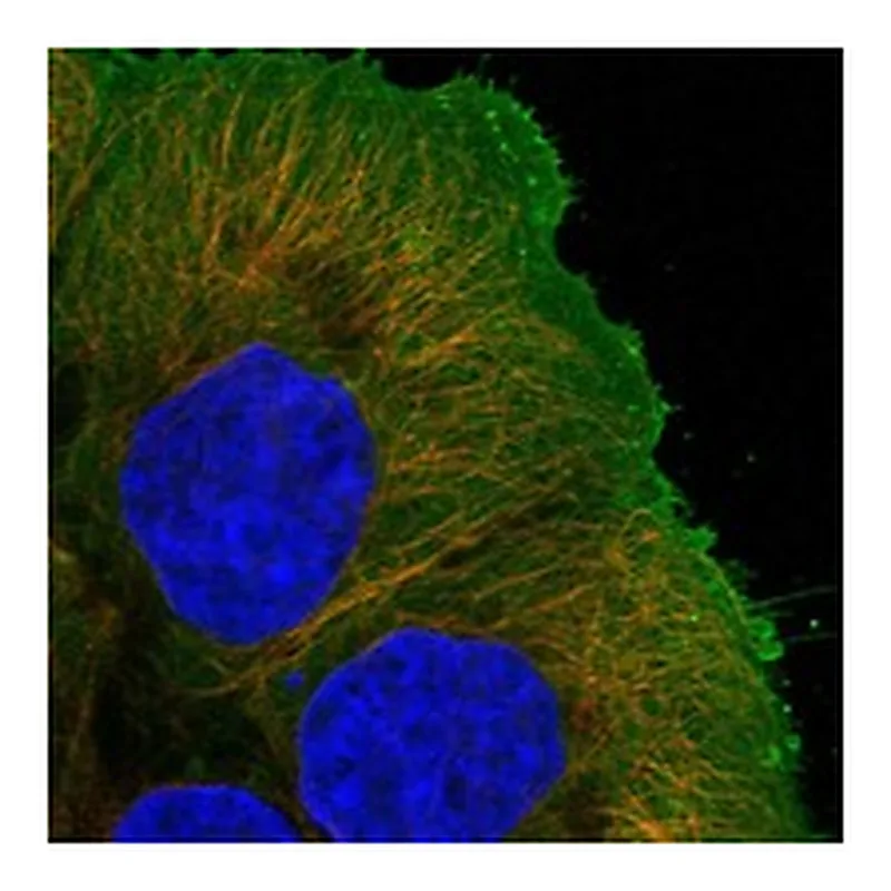 Atlas Antibodies Anti-GPRIN2 Antibody
