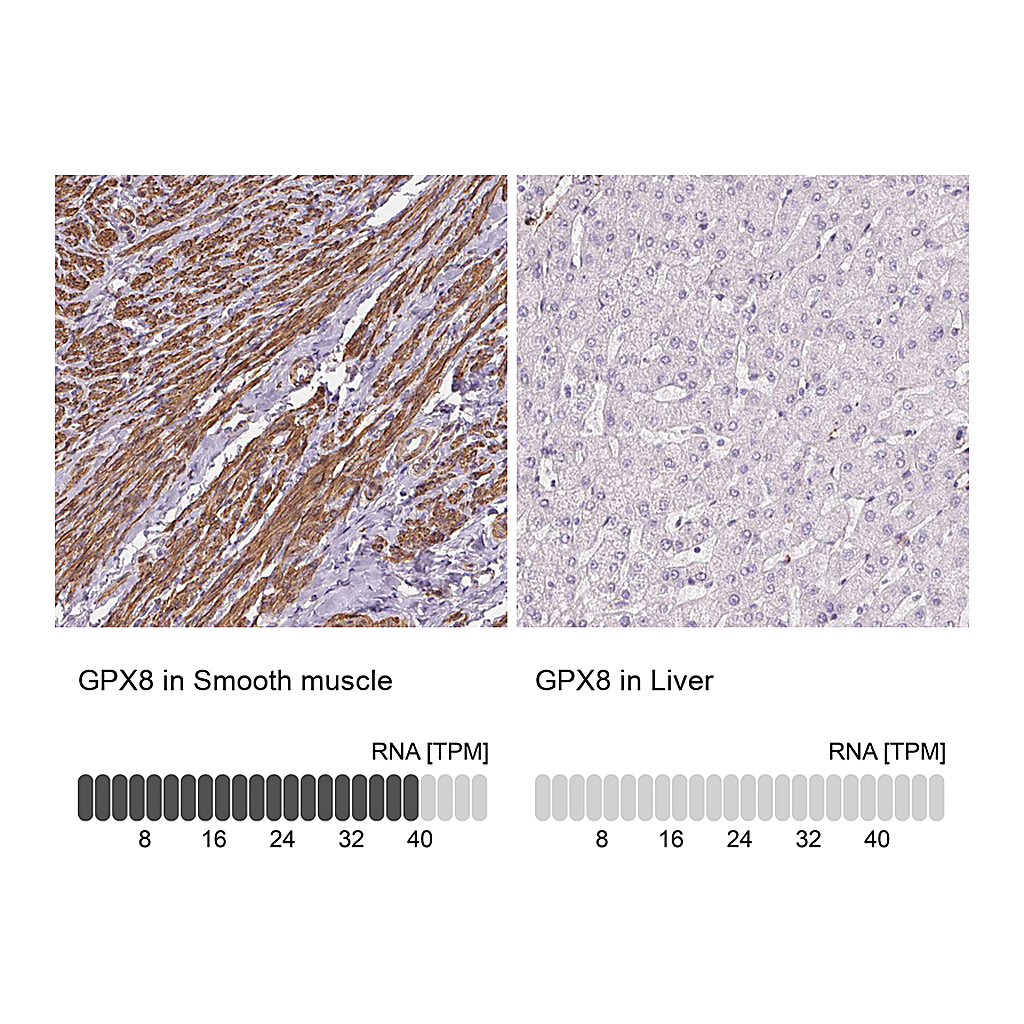 Atlas Antibodies Anti-GPX8 Antibody