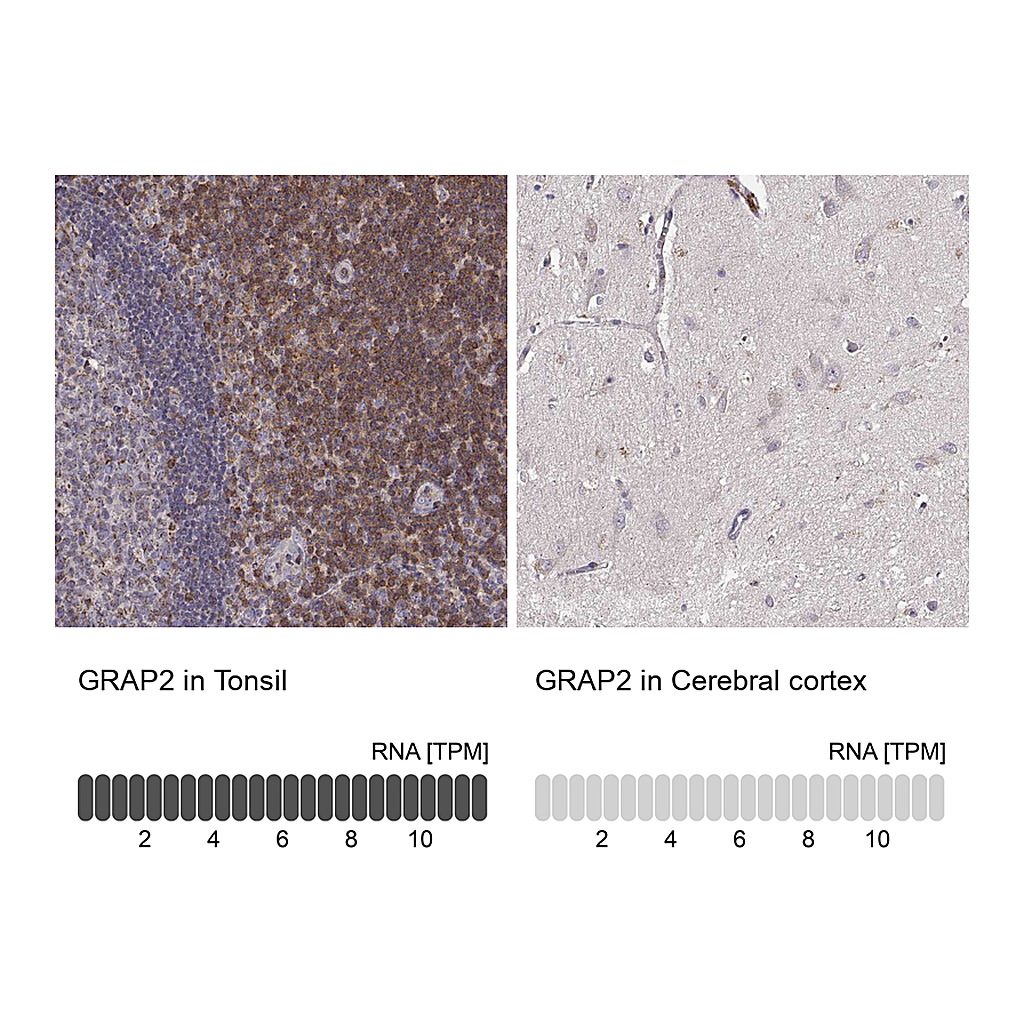 Atlas Antibodies Anti-GRAP2 Antibody