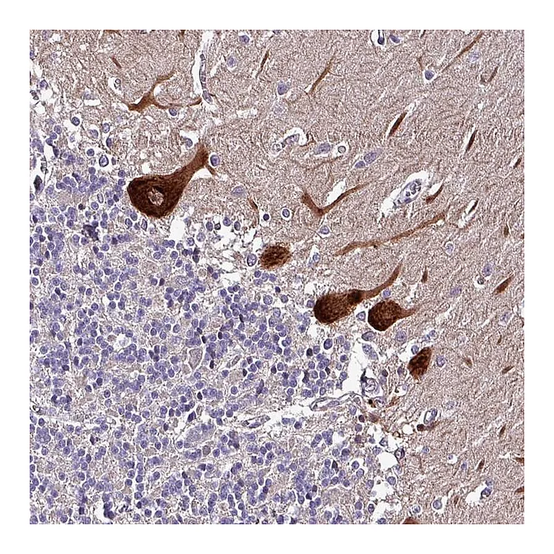 Atlas Antibodies Anti-GRAPL Antibody