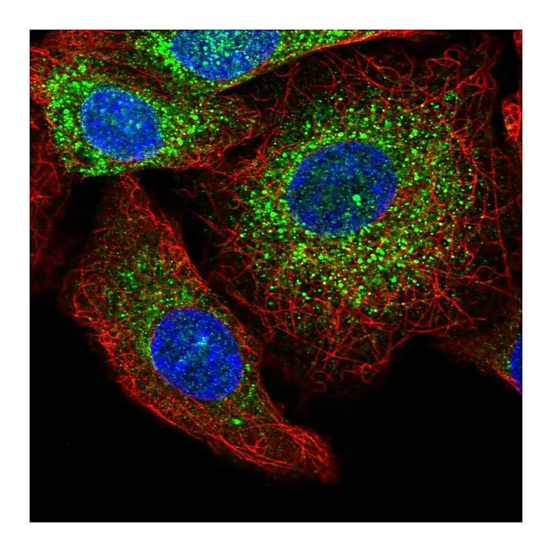 Atlas Antibodies Anti-GRB10 Antibody
