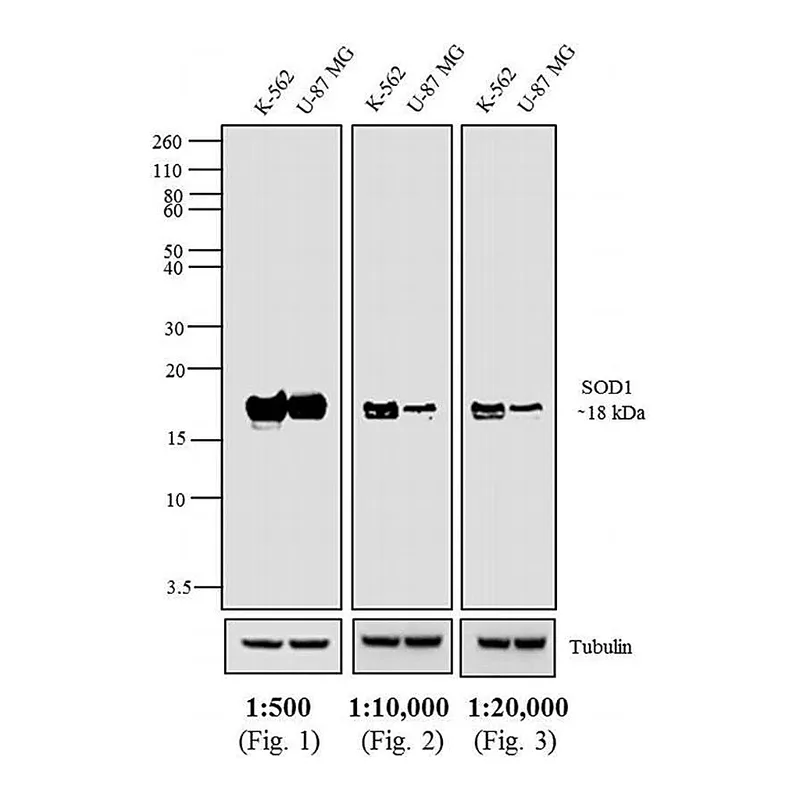Thermo Fisher Scientific Goat anti-Mouse IgG Fc Cross-Adsorbed Secondary Antibody, AP
