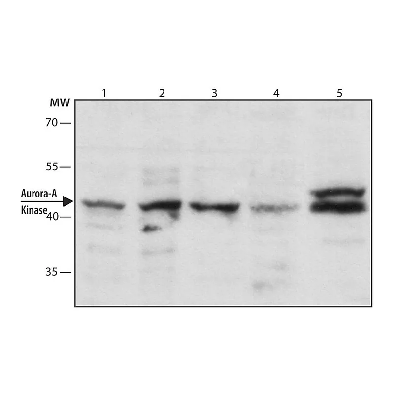 Merck Anti-Aurora-A Kinase antibody, Mouse monoclonal