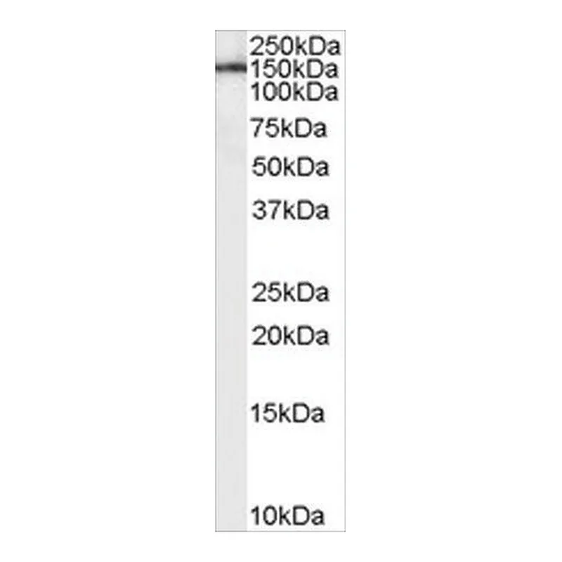 Merck Anti-Leptin Receptor antibody produced in goat
