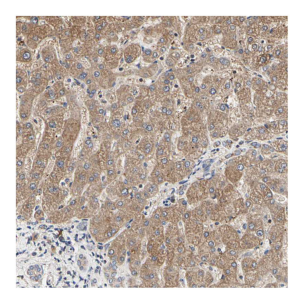 Atlas Antibodies Anti-TSKU Antibody