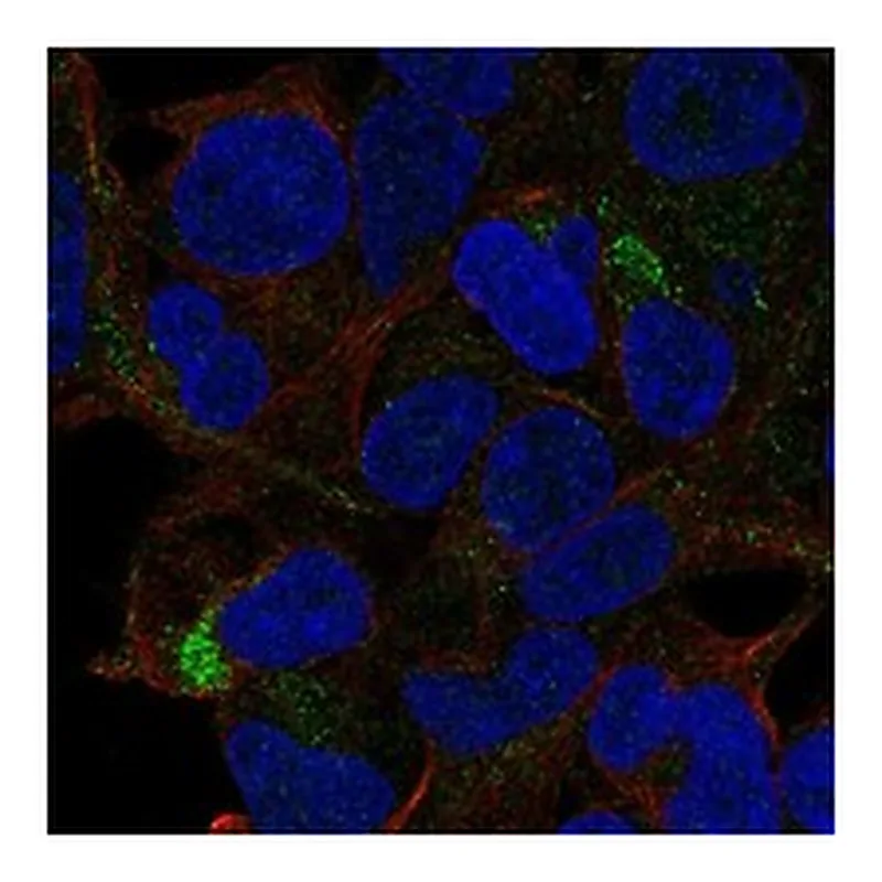 Atlas Antibodies Anti-TSLP Antibody