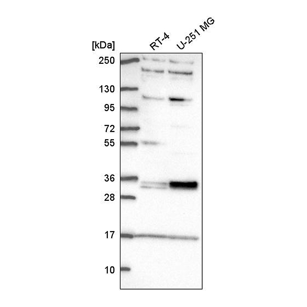 Atlas Antibodies Anti-TSPAN11 Antibody