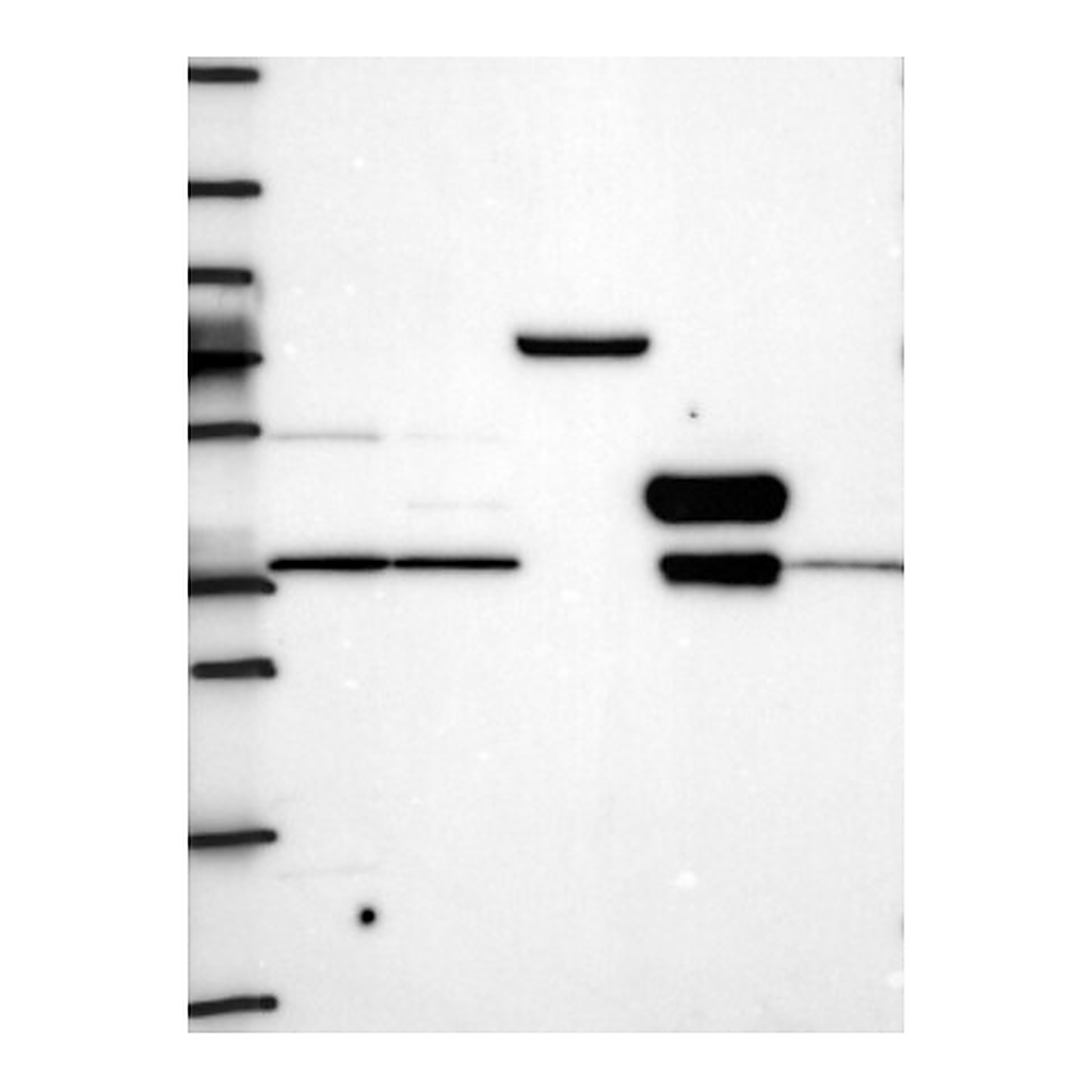 Atlas Antibodies Anti-TSPAN15 Antibody