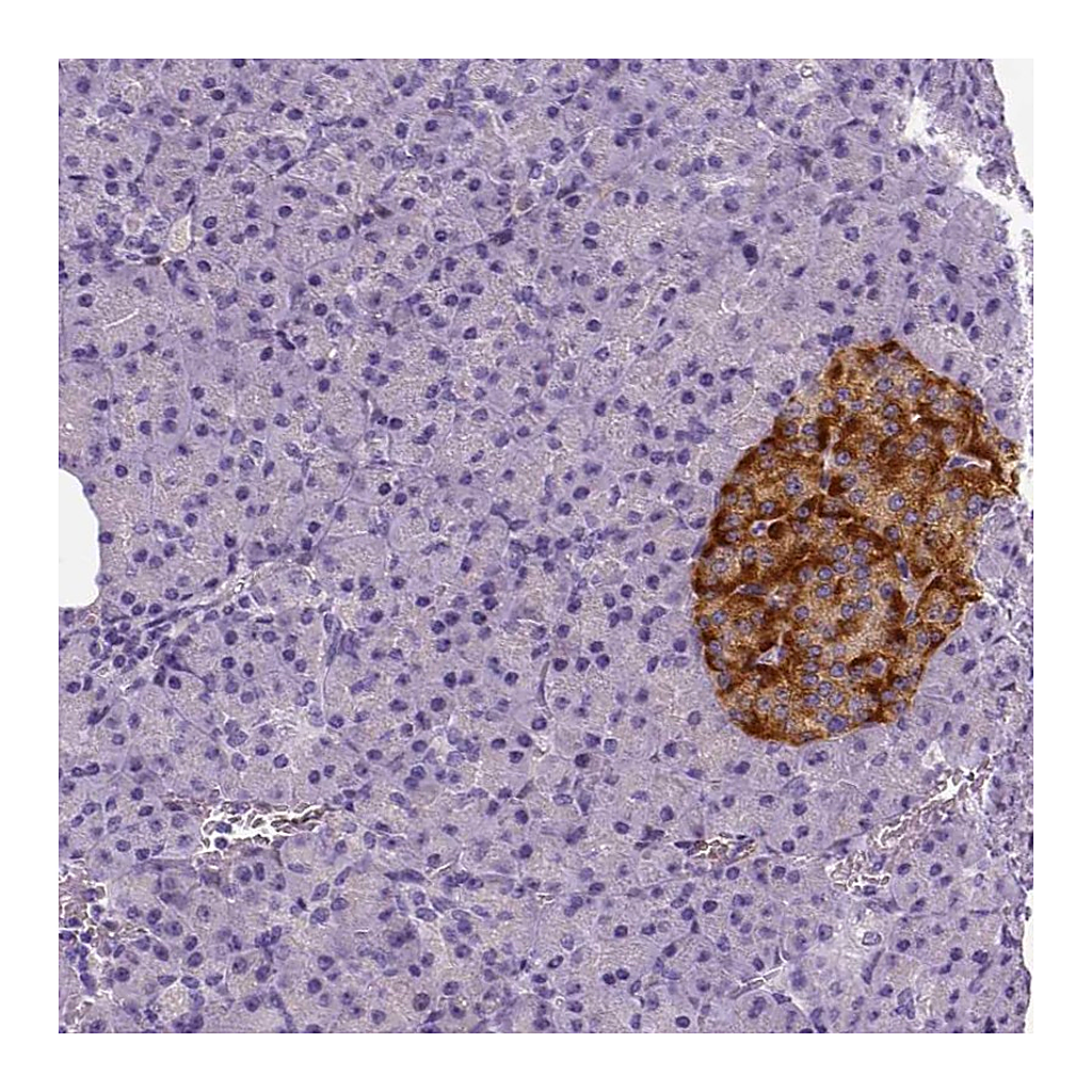 Atlas Antibodies Anti-TSPAN7 Antibody