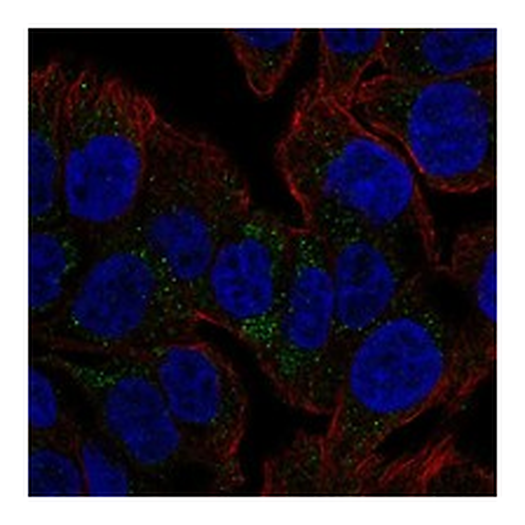 Atlas Antibodies Anti-TSPAN8 Antibody