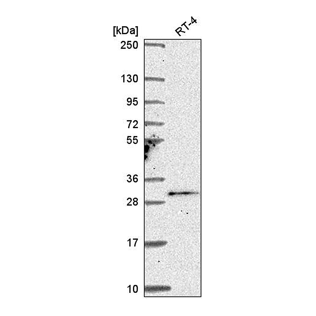 Atlas Antibodies Anti-TSSK4 Antibody