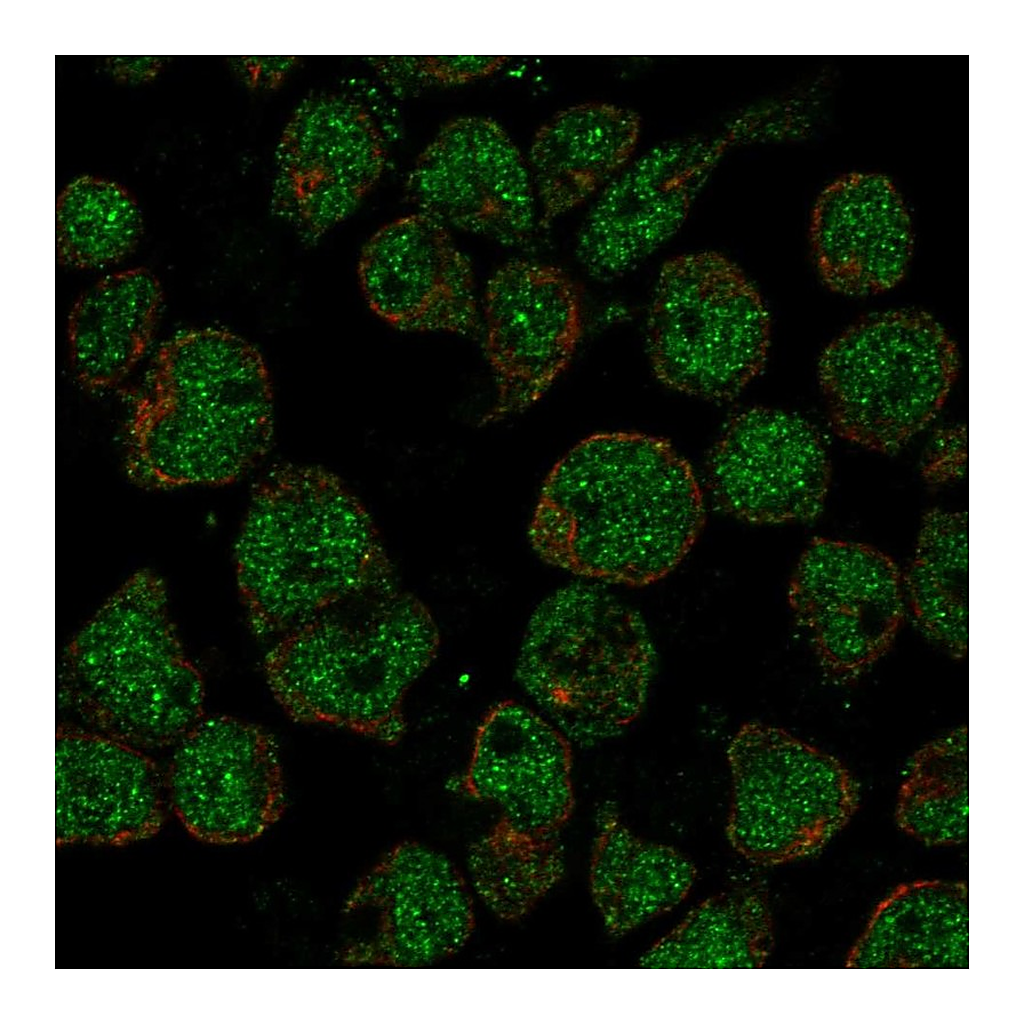 Atlas Antibodies Anti-TTC24 Antibody