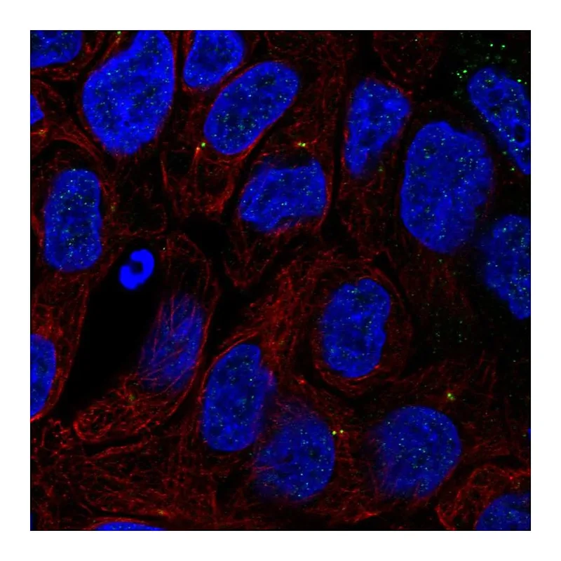 Atlas Antibodies Anti-TTC6 Antibody