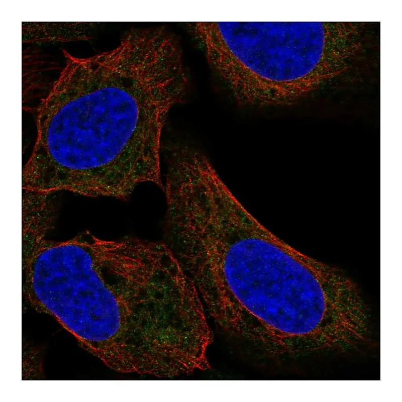 Atlas Antibodies Anti-TTF2 Antibody