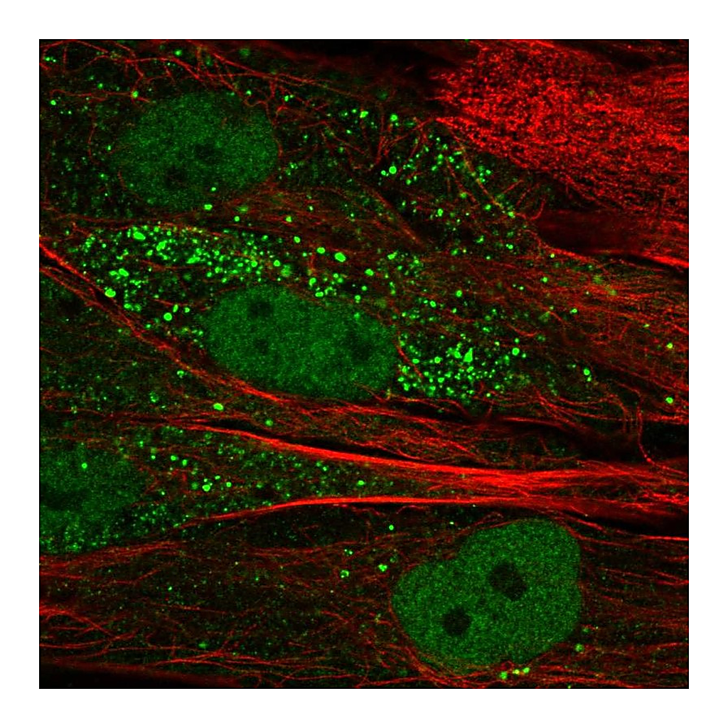 Atlas Antibodies Anti-TTL Antibody