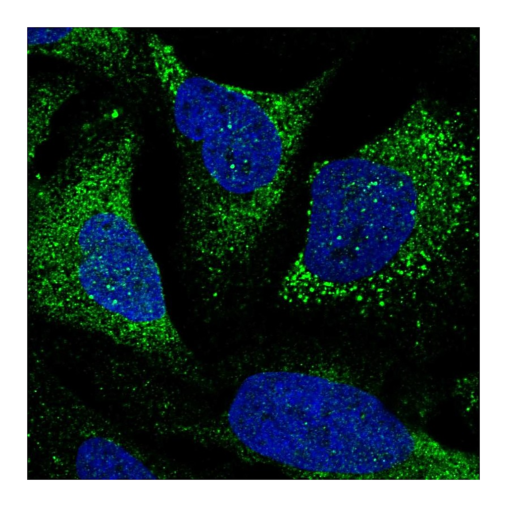 Atlas Antibodies Anti-TTLL7 Antibody