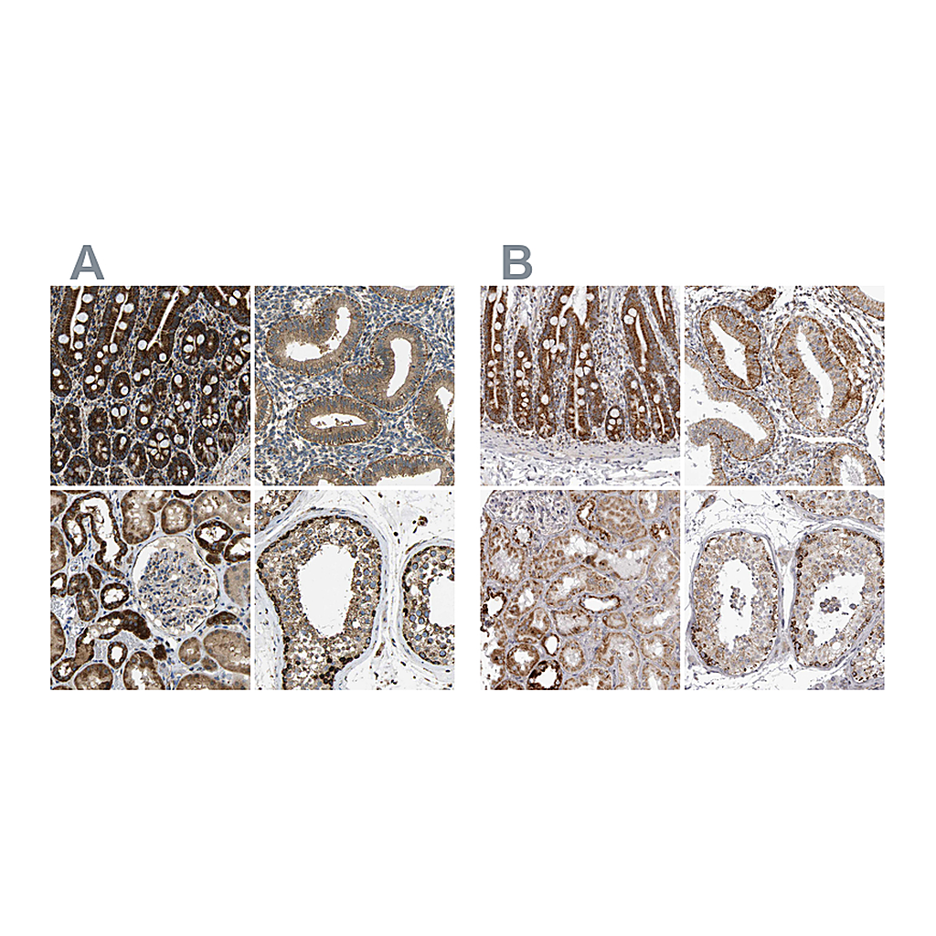 Atlas Antibodies Anti-TUFM Antibody