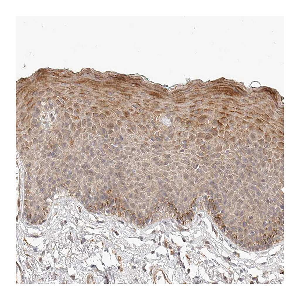 Atlas Antibodies Anti-TUFT1 Antibody