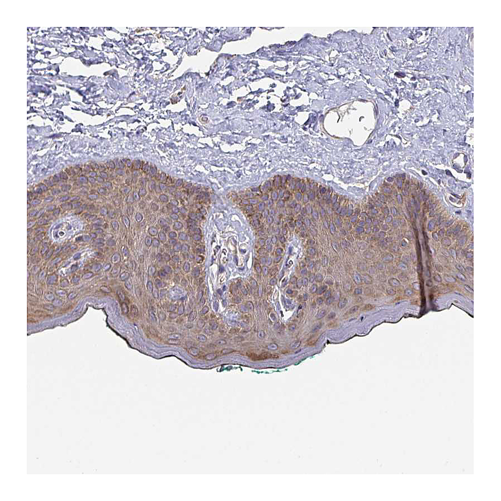 Atlas Antibodies Anti-TUFT1 Antibody