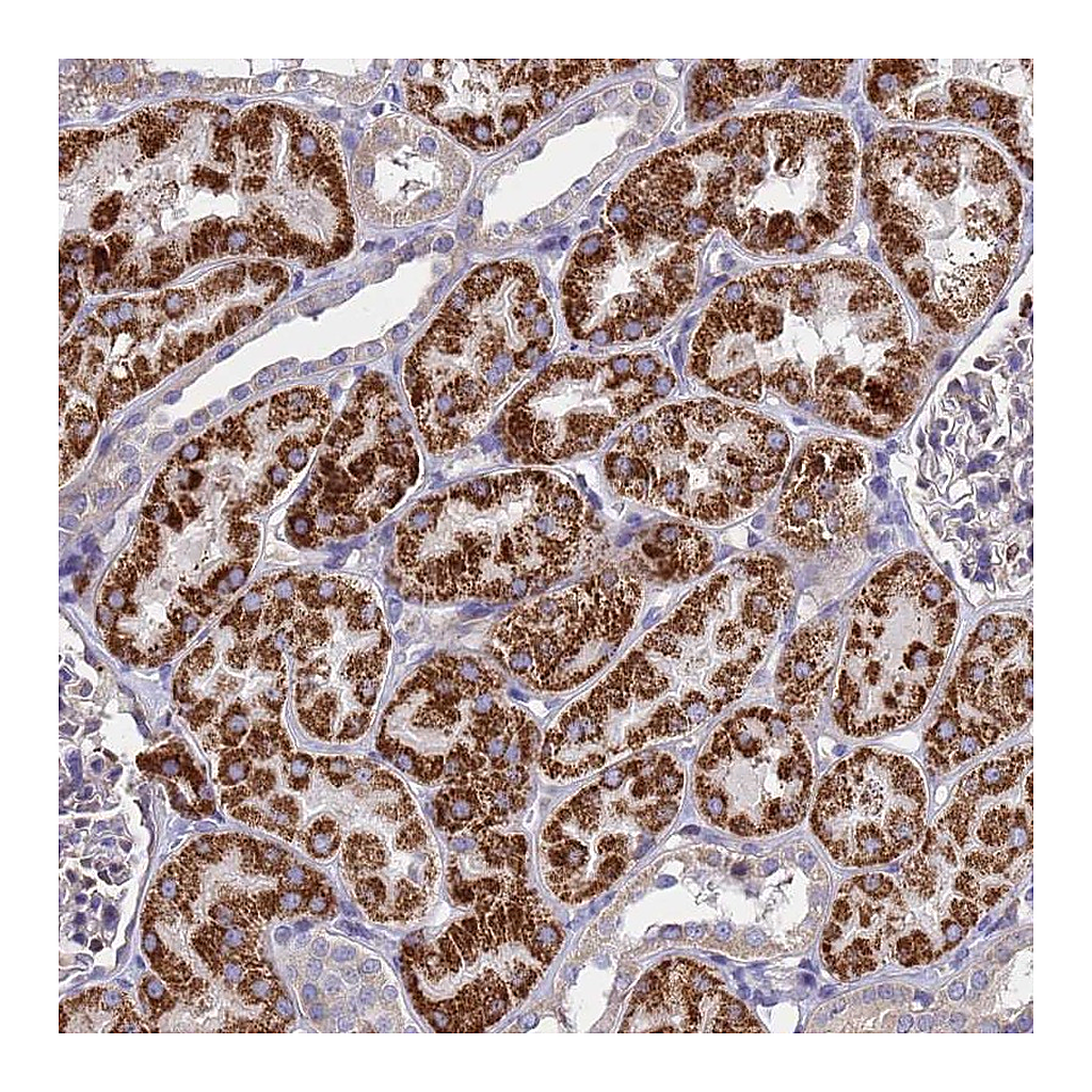 Atlas Antibodies Anti-TUBGCP3 Antibody