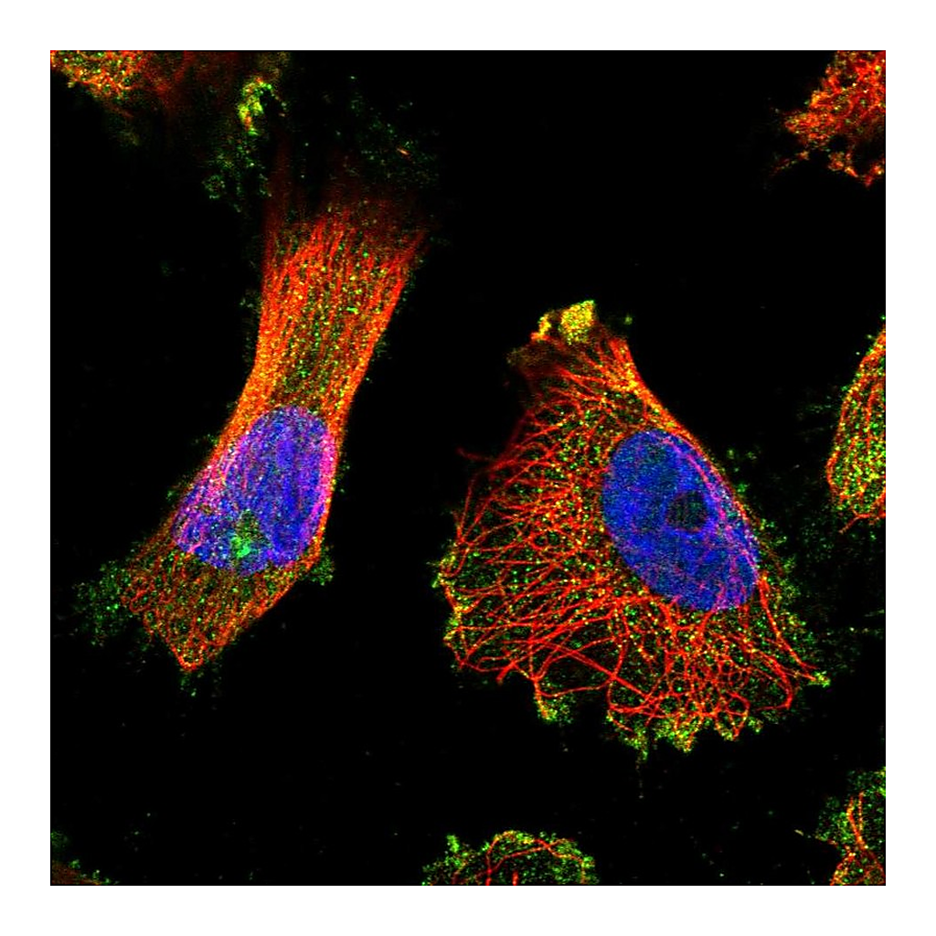 Atlas Antibodies Anti-TUBGCP5 Antibody