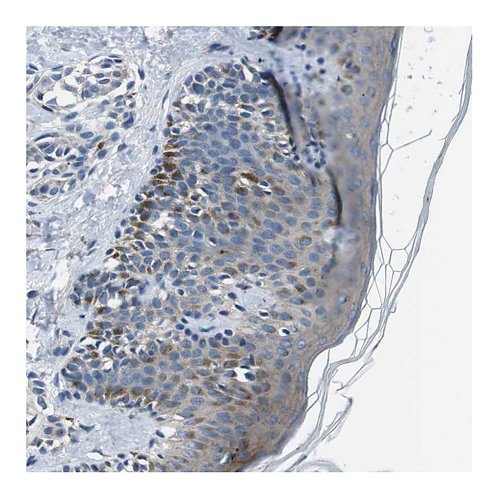 Atlas Antibodies Anti-TULP3 Antibody