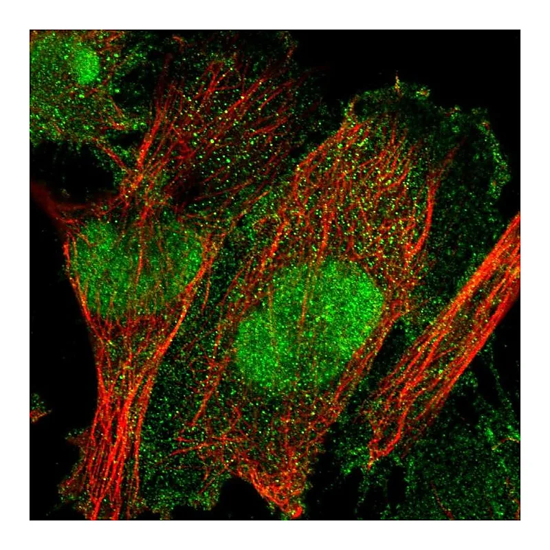 Atlas Antibodies Anti-TULP3 Antibody