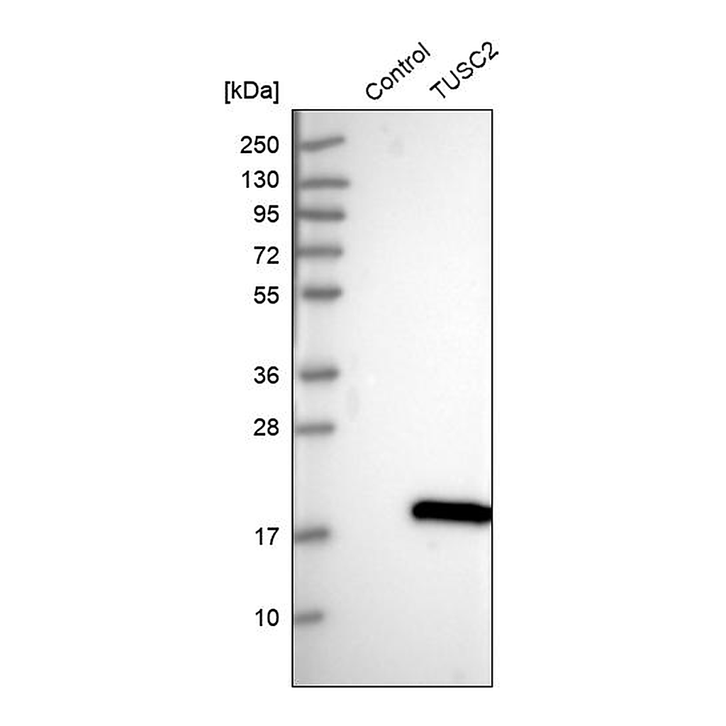 Atlas Antibodies Anti-TUSC2 Antibody