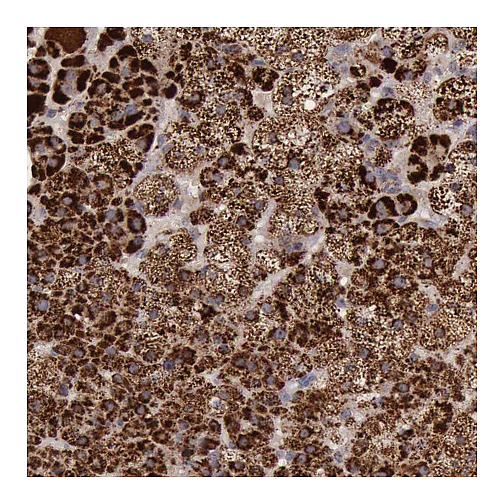 Atlas Antibodies Anti-TXN2 Antibody