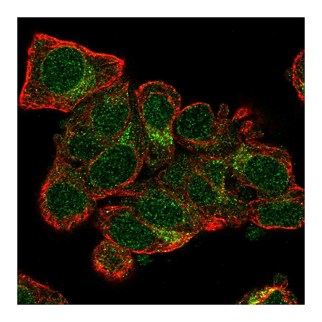 Atlas Antibodies Anti-TXNL4A Antibody