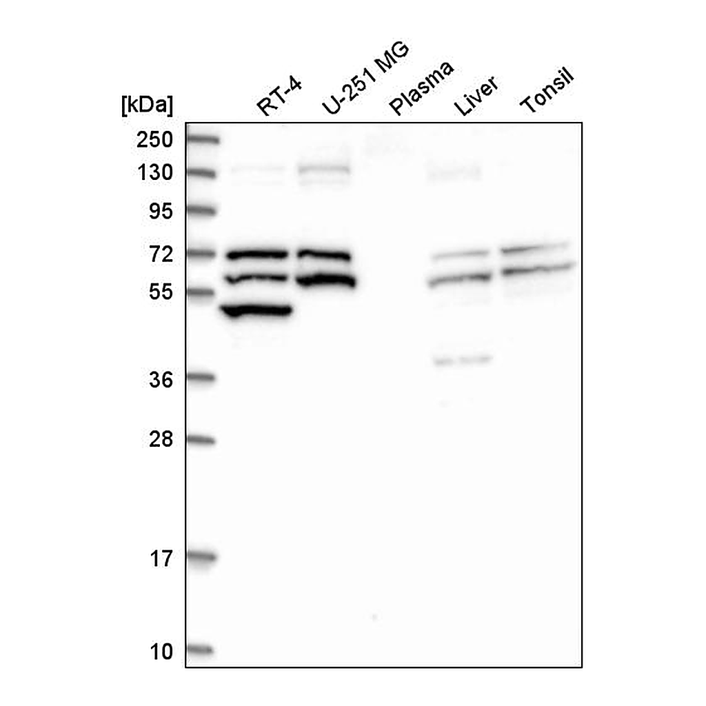 Atlas Antibodies Anti-TXNRD1 Antibody