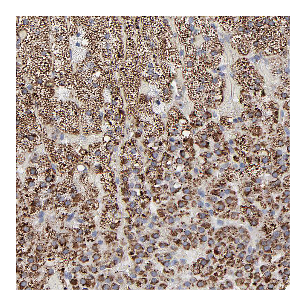 Atlas Antibodies Anti-TXNRD2 Antibody