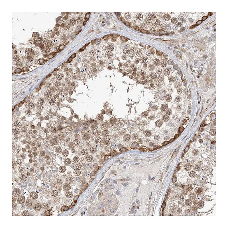 Atlas Antibodies Anti-TYSND1 Antibody