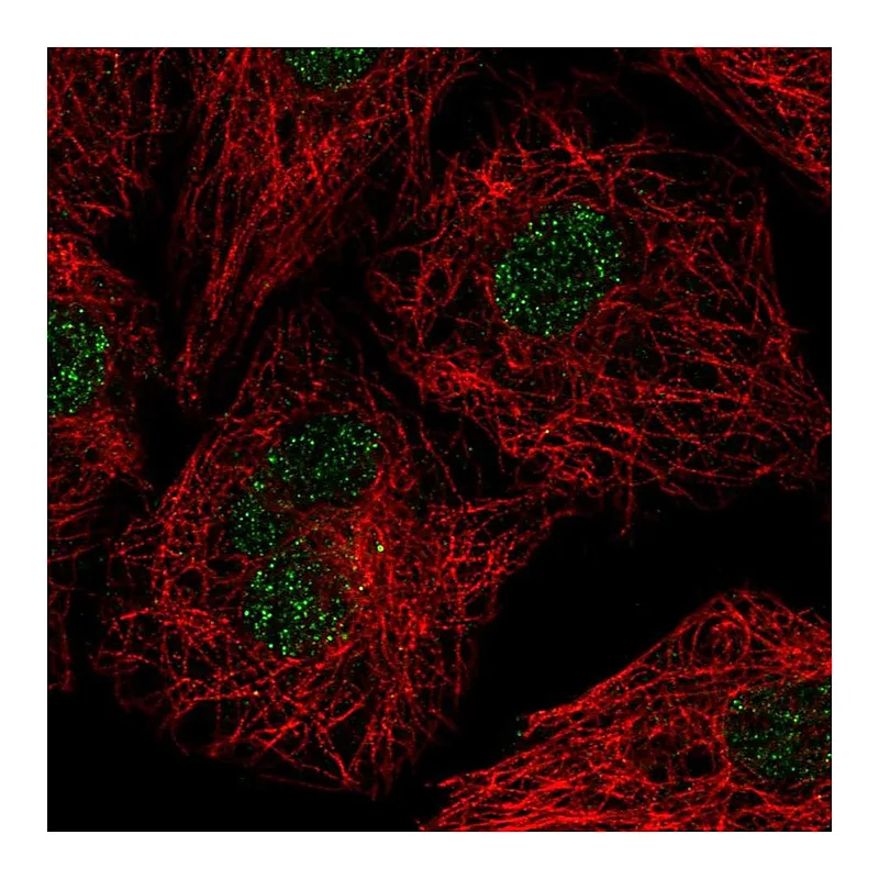 Atlas Antibodies Anti-U2AF1L4 Antibody