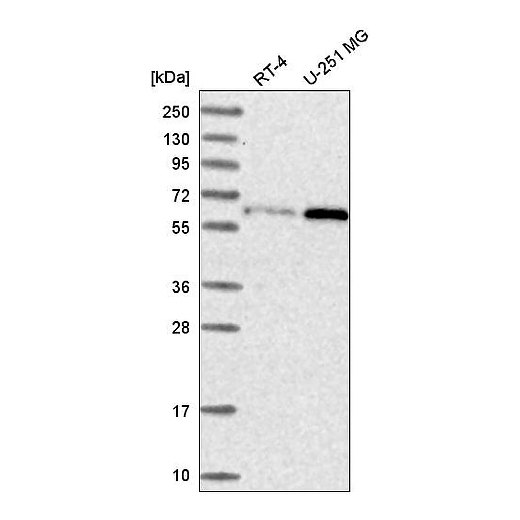 Atlas Antibodies Anti-U2AF2 Antibody