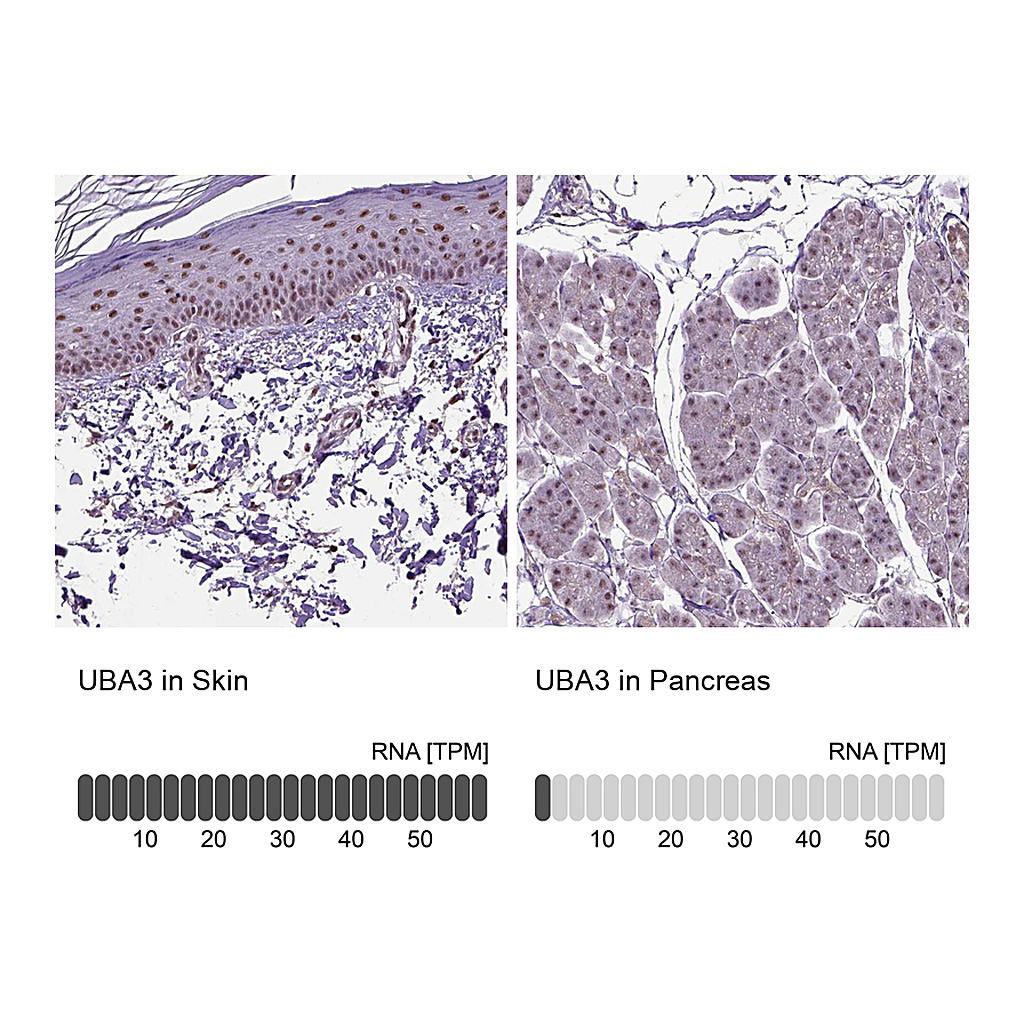 Atlas Antibodies Anti-UBA3 Antibody