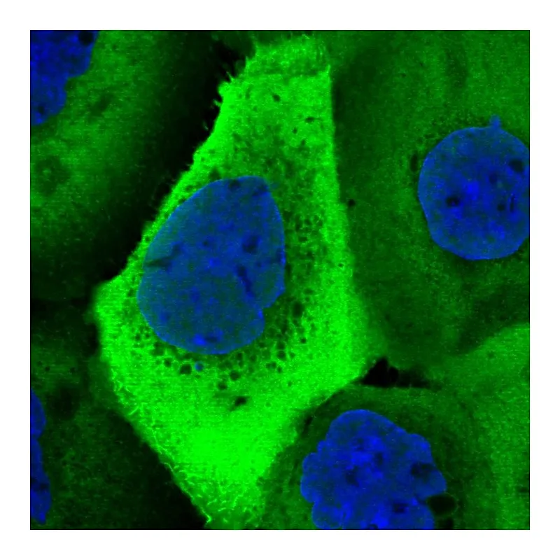 Atlas Antibodies Anti-UBA52 Antibody