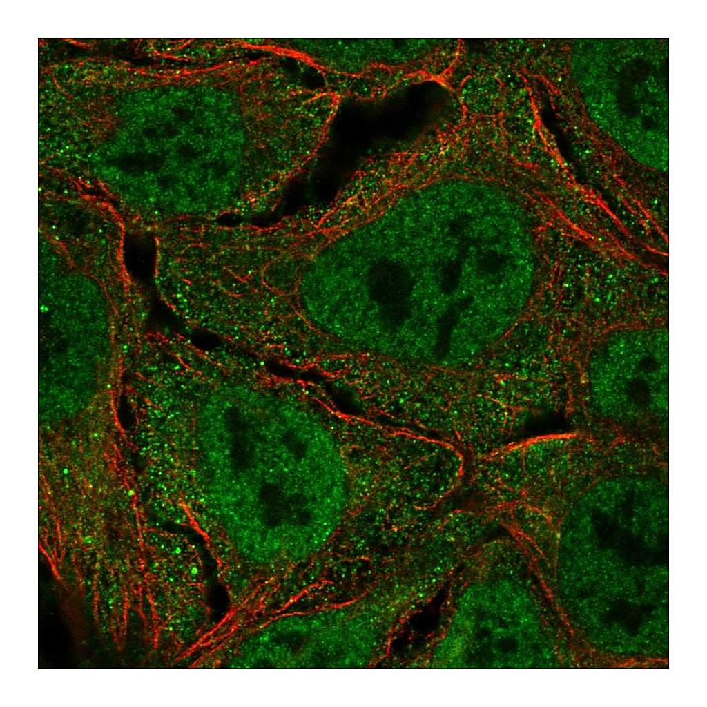 Atlas Antibodies Anti-UBA7 Antibody