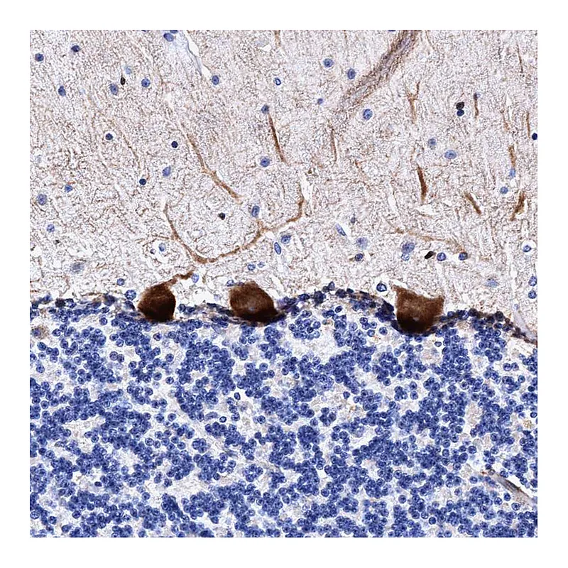 Atlas Antibodies Anti-UBALD2 Antibody