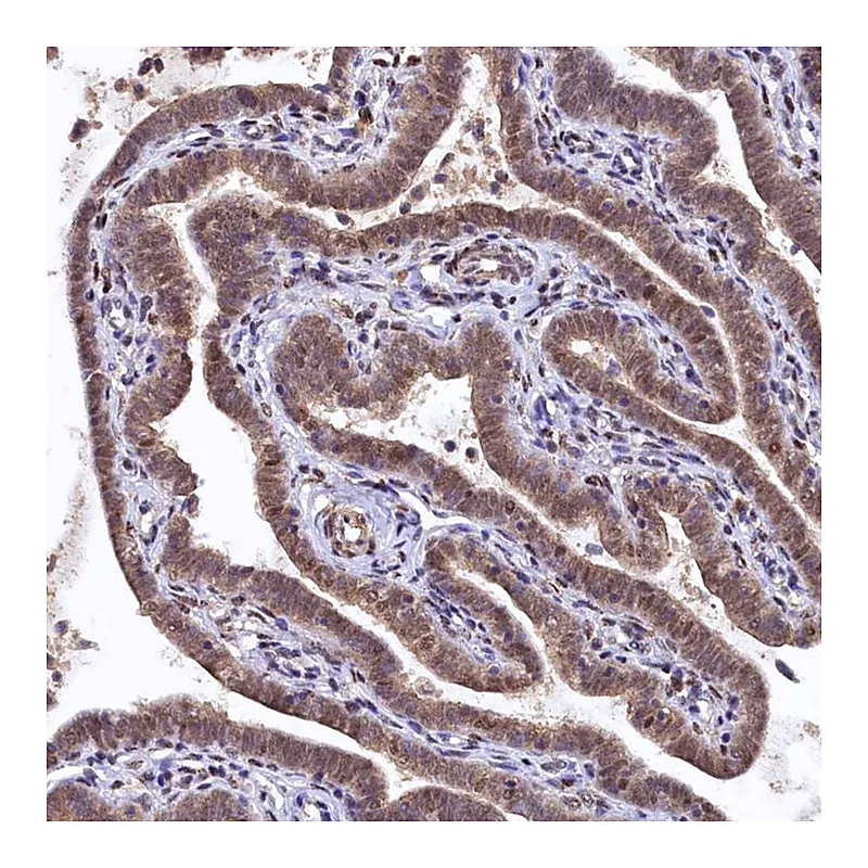 Atlas Antibodies Anti-UBL7 Antibody