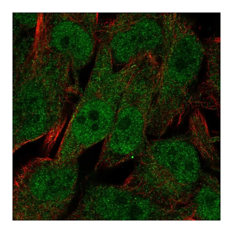 Atlas Antibodies Anti-UBXN8 Antibody