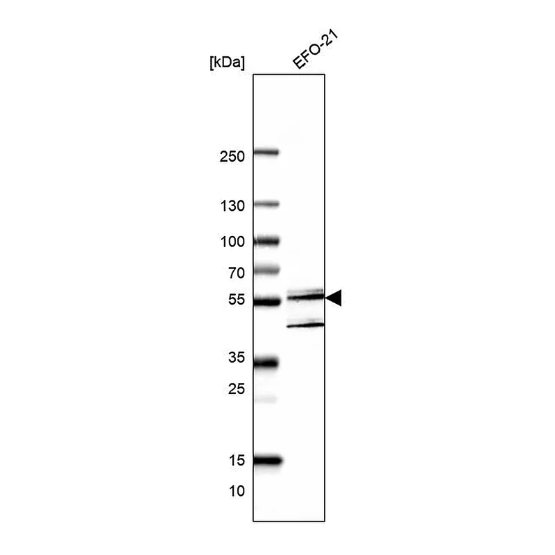Atlas Antibodies Anti-UBXN7 Antibody