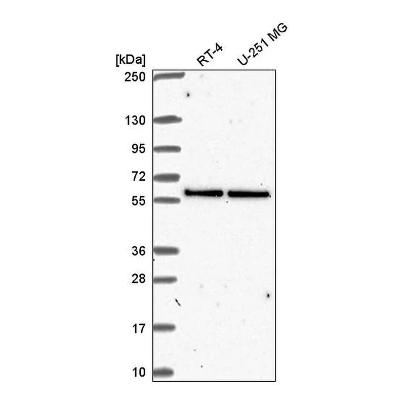 Atlas Antibodies Anti-UBXN6 Antibody