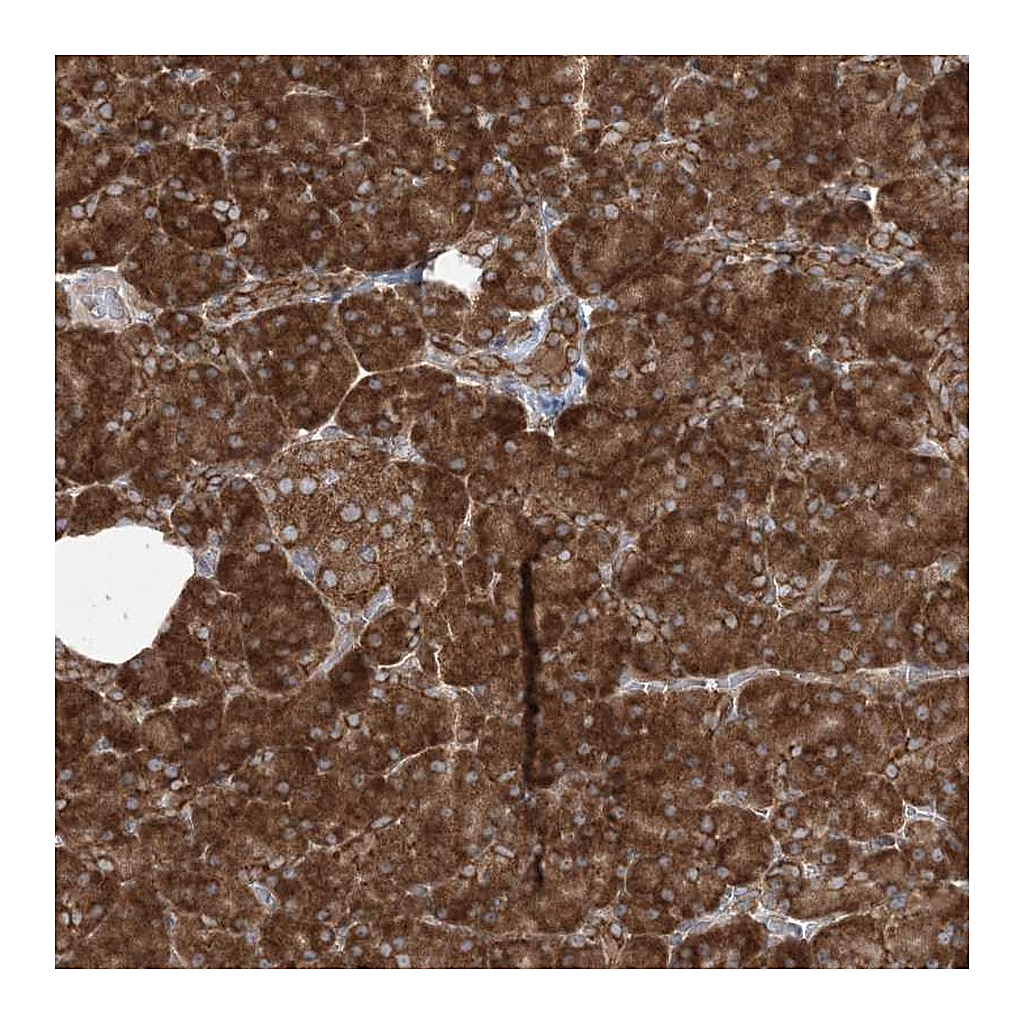 Atlas Antibodies Anti-UBXN4 Antibody