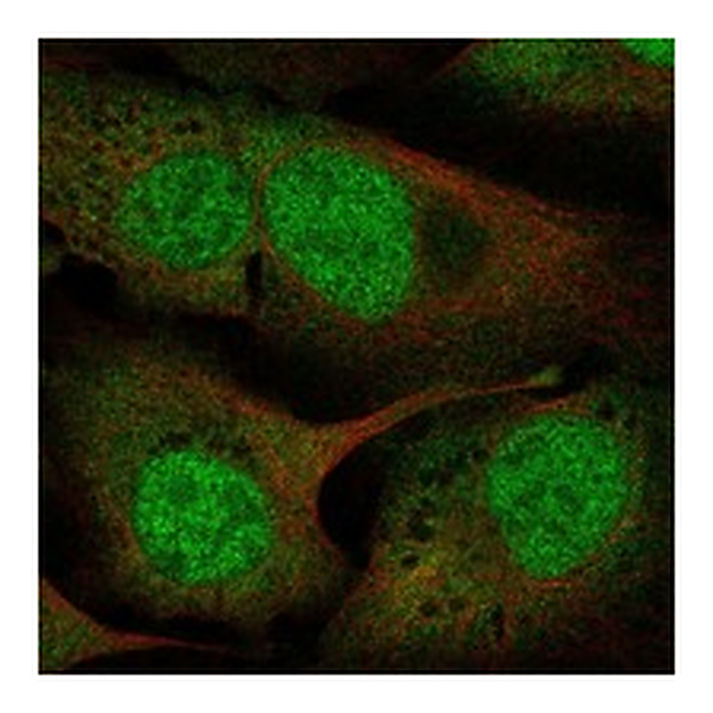 Atlas Antibodies Anti-UFD1 Antibody
