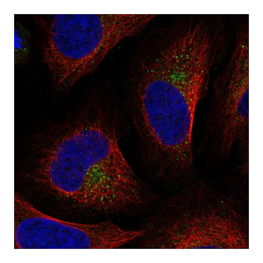 Atlas Antibodies Anti-UFD1L Antibody