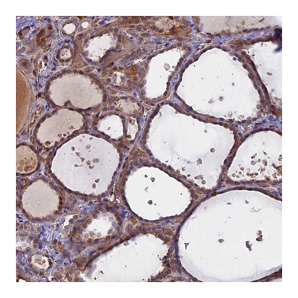 Atlas Antibodies Anti-UFSP2 Antibody