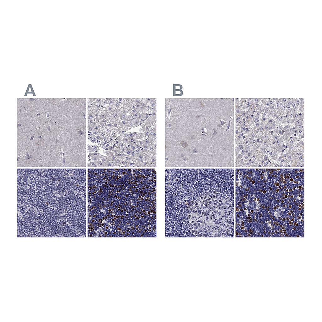 Atlas Antibodies Anti-UHRF1 Antibody