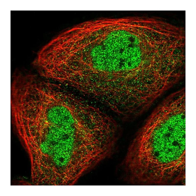 Atlas Antibodies Anti-UHRF2 Antibody