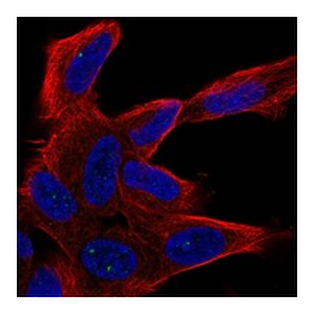 Atlas Antibodies Anti-UNC80 Antibody
